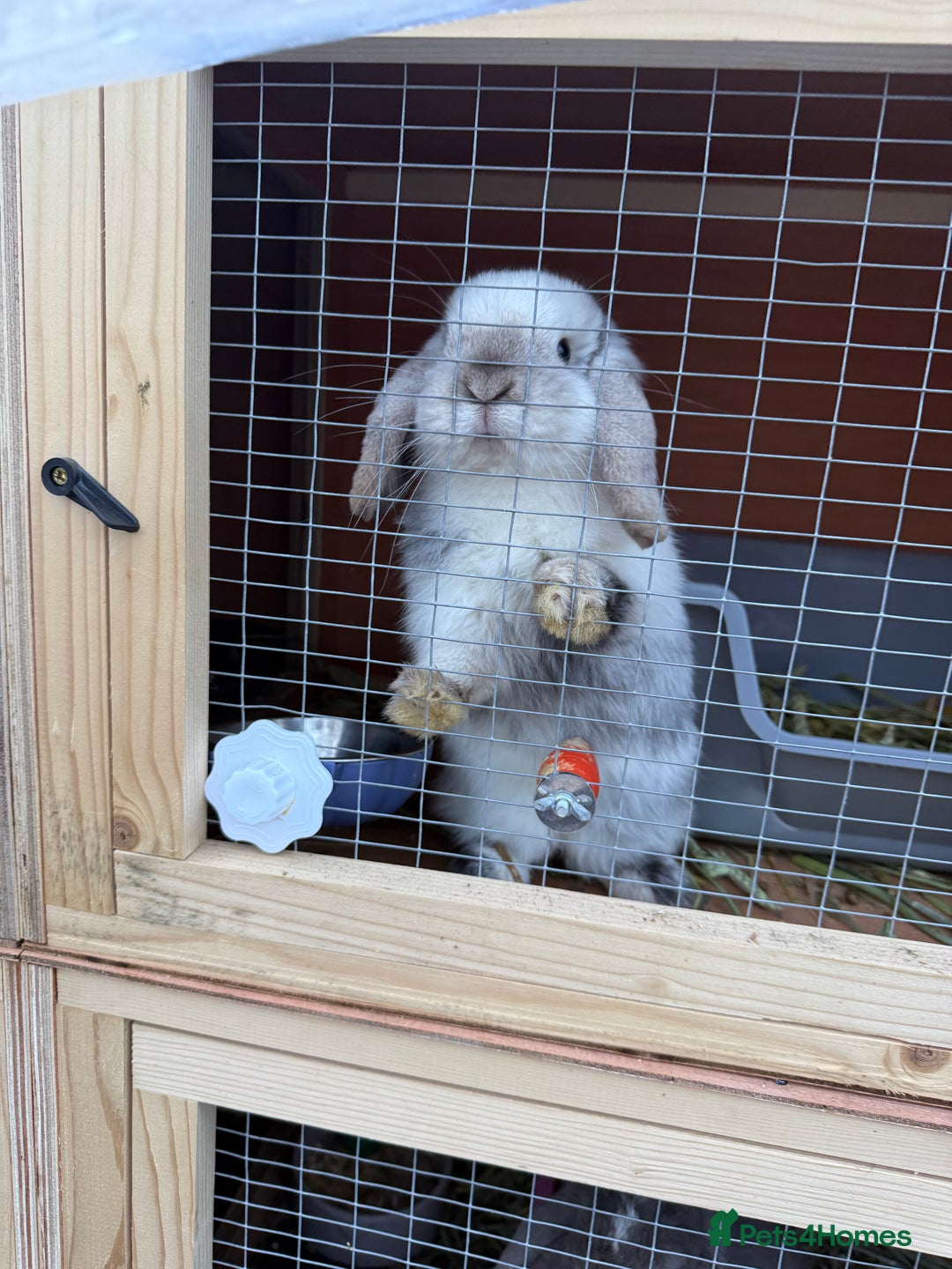 Mini Lop rabbits for sale: VACCINATED 2 Bucks Mini lops 🩵 - Image 10
