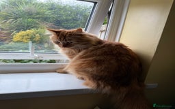 Domestic Shorthair cats for sale: Domestic Longhair Male and Tortoise Shell Female  - Image 5