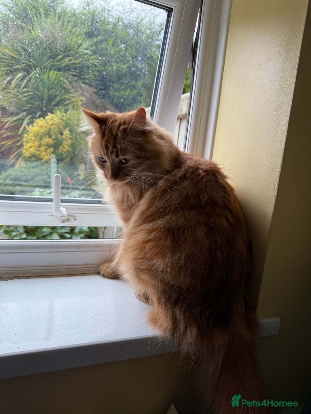 Domestic Shorthair cats for sale: Domestic Longhair Male and Tortoise Shell Female  - Image 5