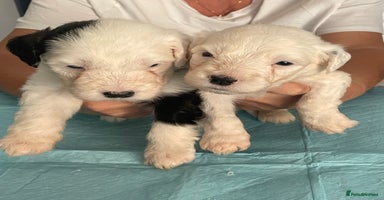 Old English Sheepdog dogs - Advert 6