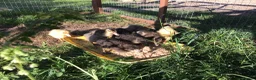 Ducks poultry for sale: Indian runner ducklings - Advert 6