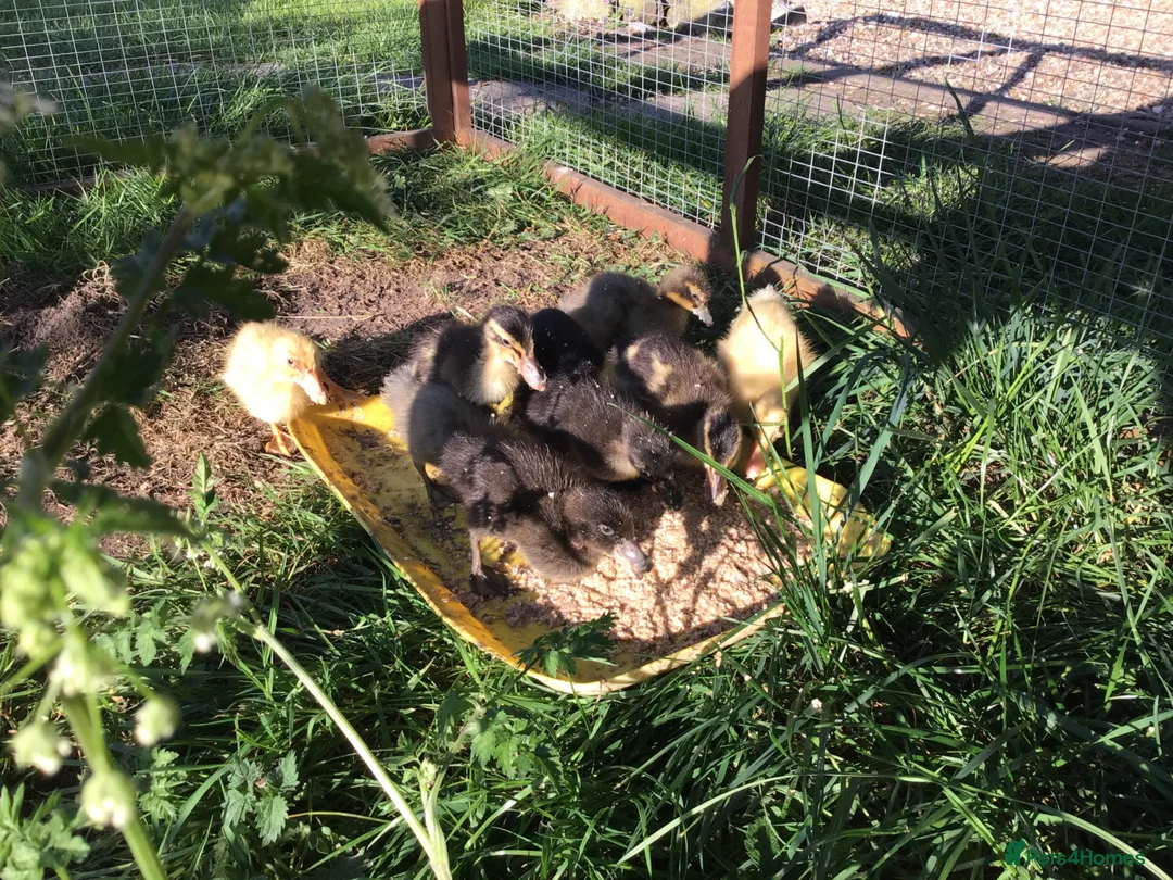 Ducks poultry for sale: Indian runner ducklings - Advert 6