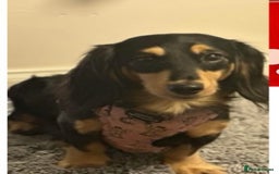 Miniature Dachshund dogs for sale: Exceptional mini long pups  - Image 9