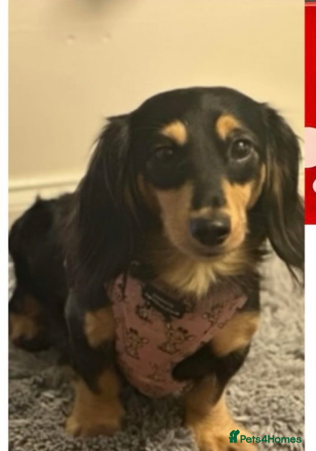 Miniature Dachshund dogs for sale: Exceptional mini long pups  - Image 9