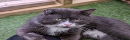 British Shorthair cats for sale: Handsome Harry  - Advert 3