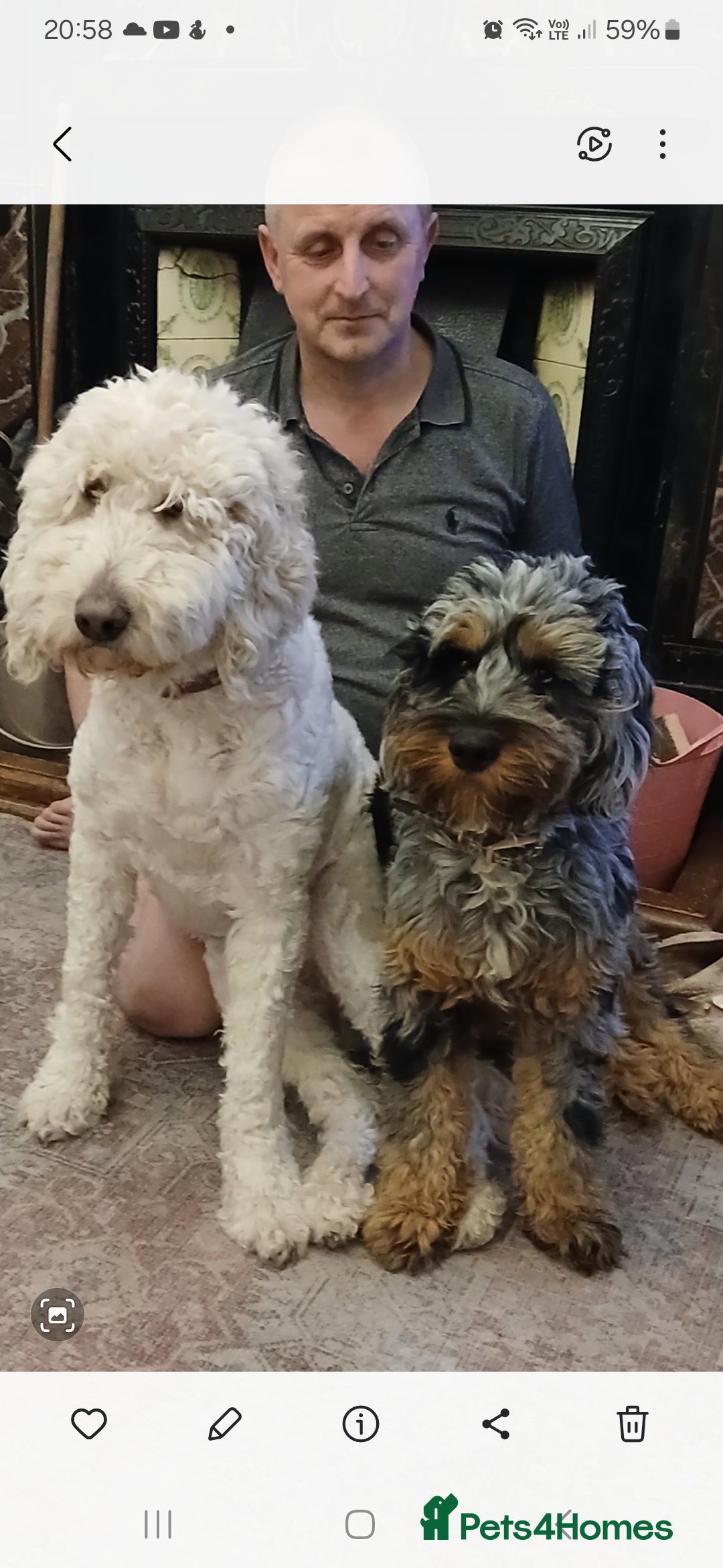 Mixed Breed dogs for sale: 3 beautiful cocker doodles - Advert 11