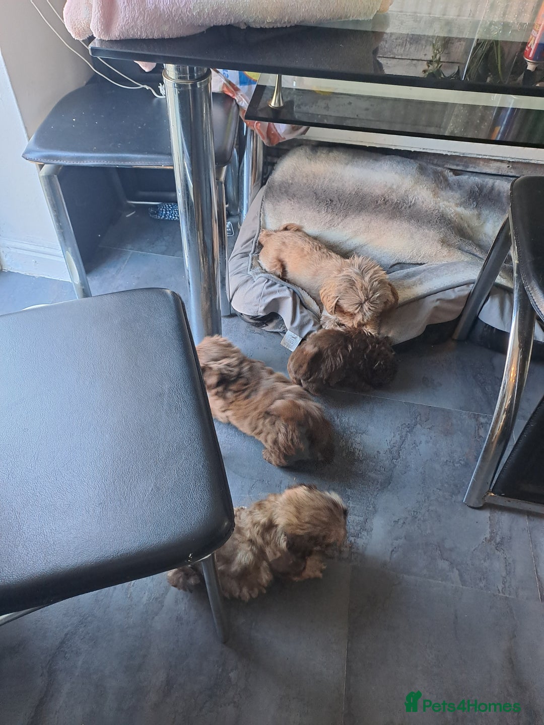 Shih Tzu dogs for sale: Imperial Shihtzu puppies - Image 12