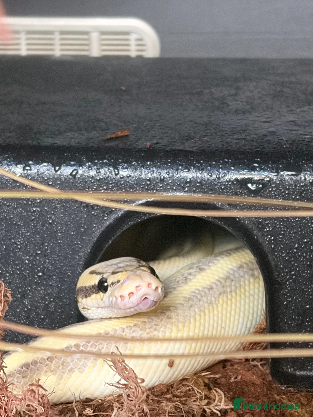 Python Snake reptiles for sale: ball python + full setup  - Advert 2