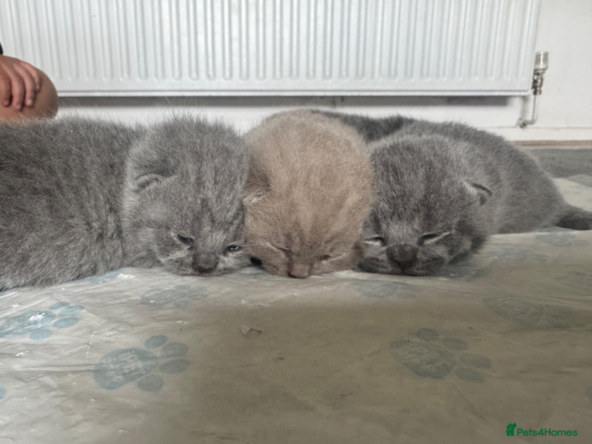 British Shorthair cats for sale: Beautiful British shorthair kittens  - Advert 17