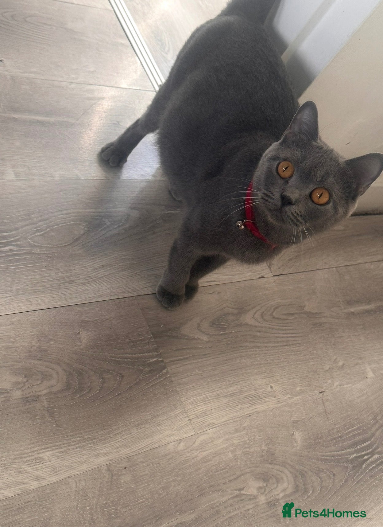 British Shorthair cats 🔥🐈‍⬛ British shorthair Kittens 🐈‍⬛🔥  - Advert 14
