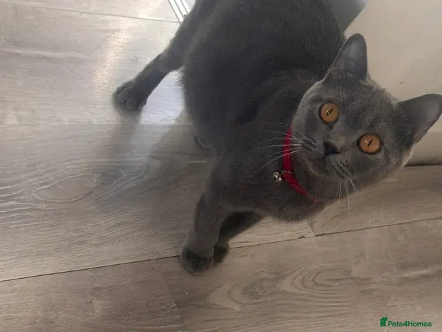 British Shorthair cats 🔥🐈⬛ British shorthair Kittens 🐈⬛🔥 - Advert 14
