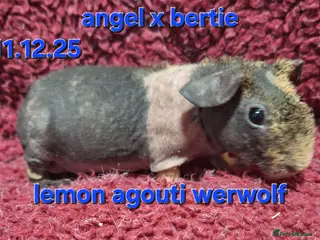 Guinea Pig rodents 6 male skinny/werewolf pig boars - Advert 9