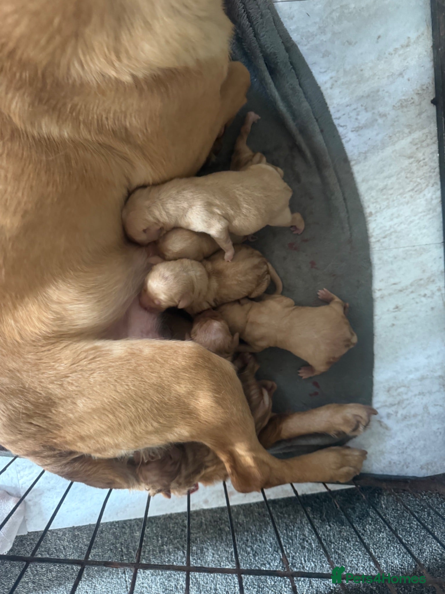 Labrador Retriever dogs KC registered Labradors  - Advert 1