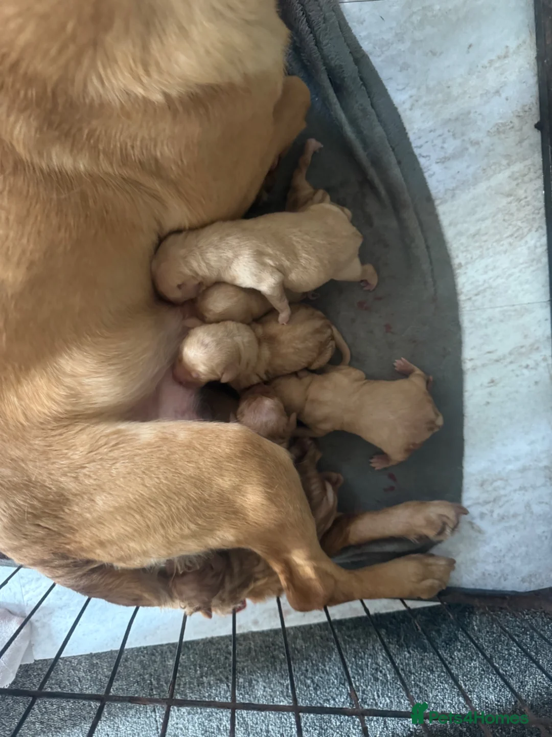 Labrador Retriever dogs for sale: KC registered Labradors  in Ferryhill - Advert 1