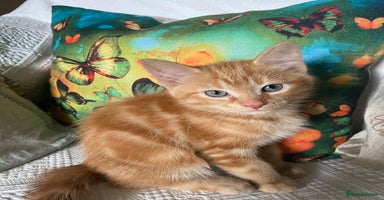 Ragcoon cats - Advert 13