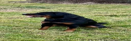 Rottweiler dogs for sale: Stunning boy  - Advert 7