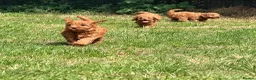 Cavapoo dogs for sale: Extensively health tested Toy F1 Cavapoo puppies - Advert 18