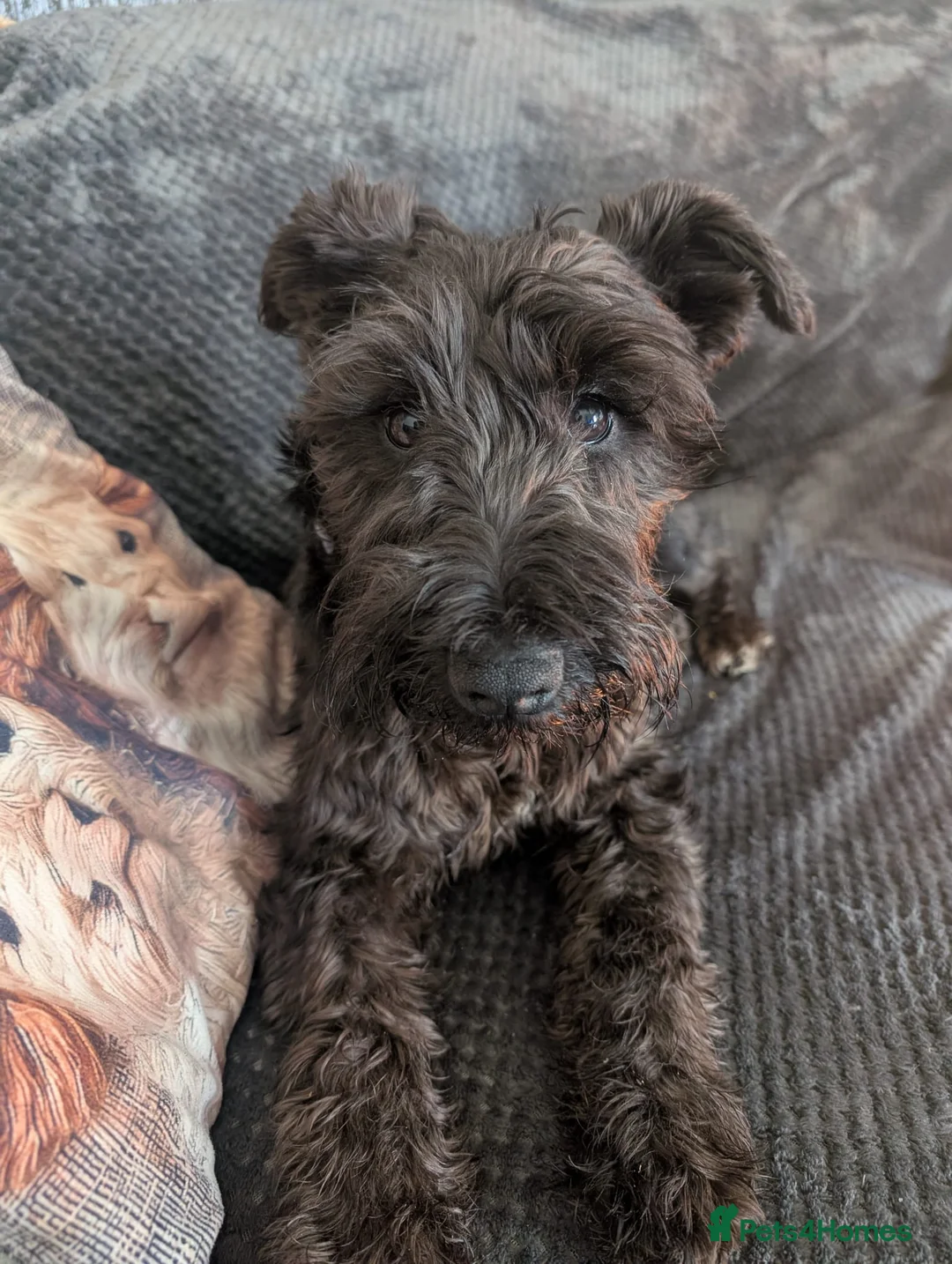 Miniature Schnauzer dogs for sale: KC registered miniature Schnauzer  - Advert 1