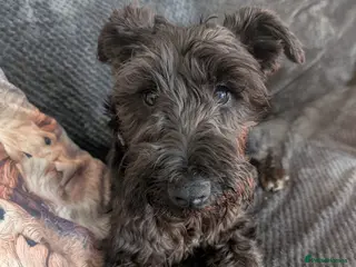 Miniature Schnauzer dogs KC registered miniature Schnauzer - Advert 2