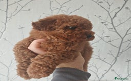 Toy Poodle dogs for sale: ✨ Gorgeous Toy Poodle Puppy – Ready Now ✨ - Advert 3