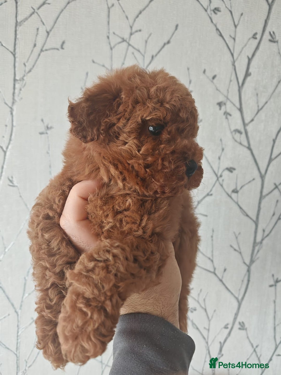 Toy Poodle dogs for sale: ✨ Gorgeous Toy Poodle Puppy – Ready Now ✨ - Advert 3