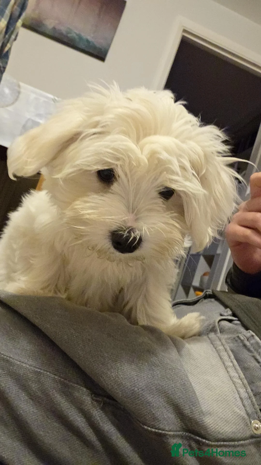 Maltese dogs for sale: Pure Maltese puppy - Advert 7