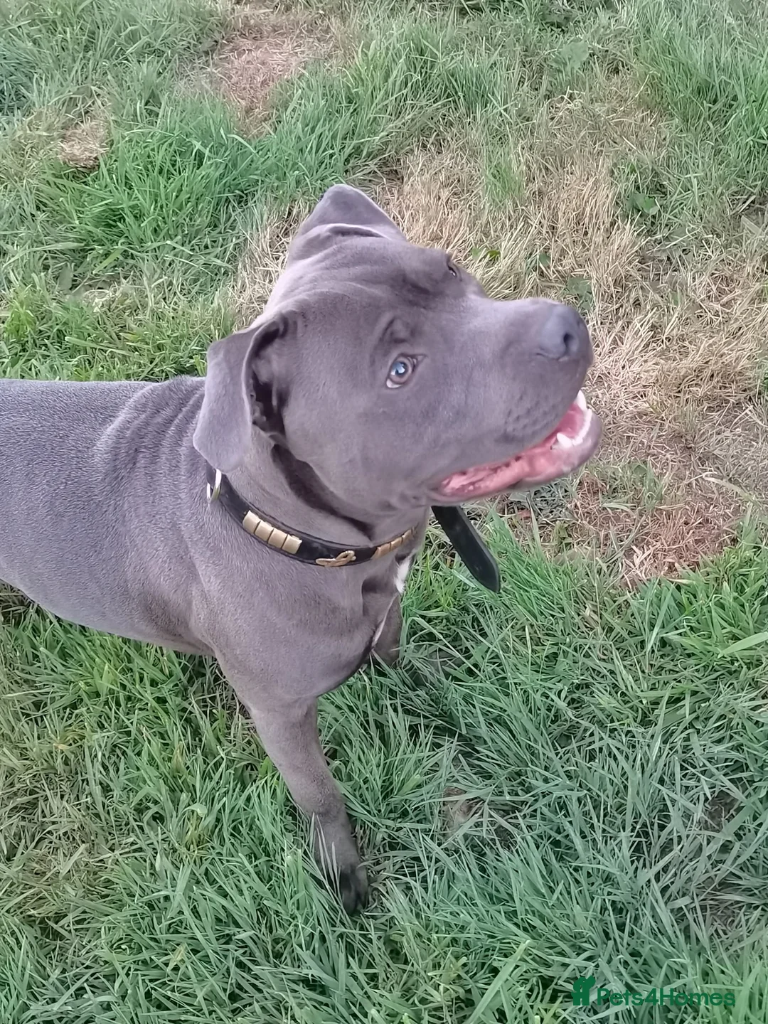 Staffordshire Bull Terrier dogs for sale: Hi we are 8 kc blue staffordshire pups in Monmouth - Advert 17
