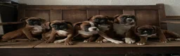 Boxer dogs for sale: Beautiful boxer pups - Advert 10