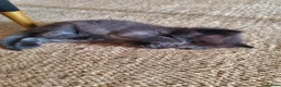 Mixed Breed cats for sale: Half Pedigree kittens - Advert 21