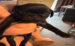 Pug dogs for sale: Beautiful pug puppies - Image 4