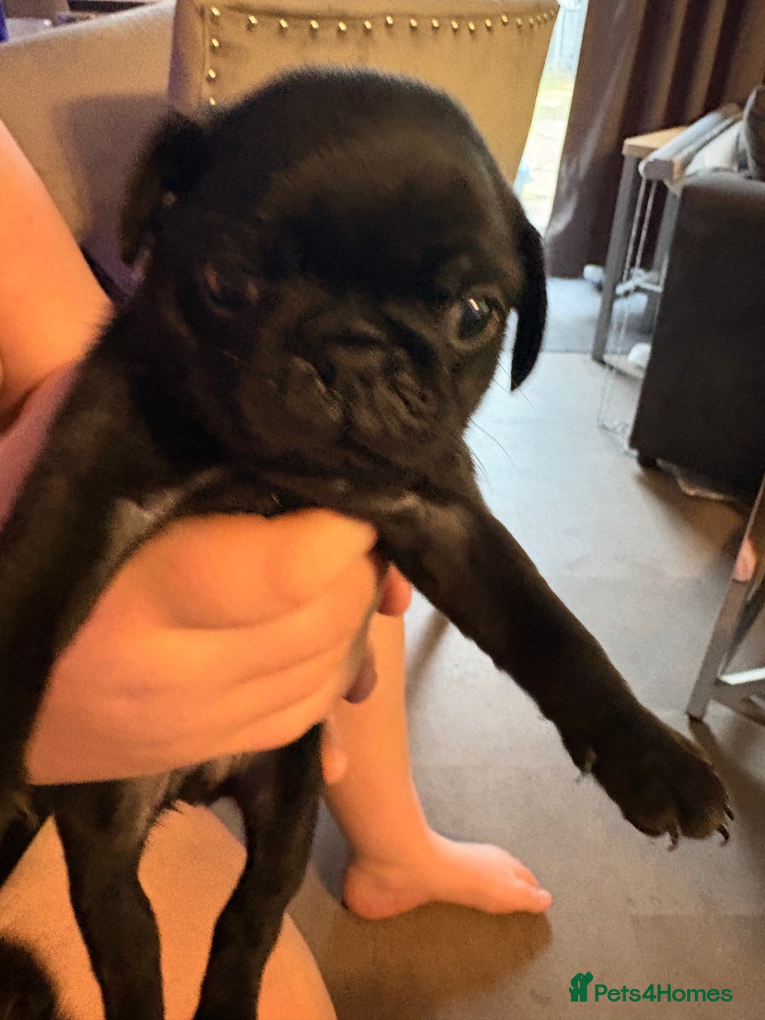 Pug dogs for sale: Beautiful pug puppies - Image 4
