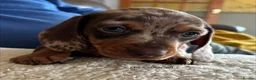Miniature Dachshund dogs for sale: Gorgeous Litter of Miniature Dachshund Puppies - Advert 20