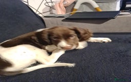 English Springer Spaniel dogs for sale: Marley - Image 2