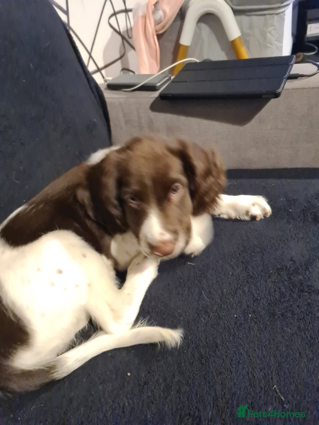 English Springer Spaniel dogs for sale: Marley - Image 2
