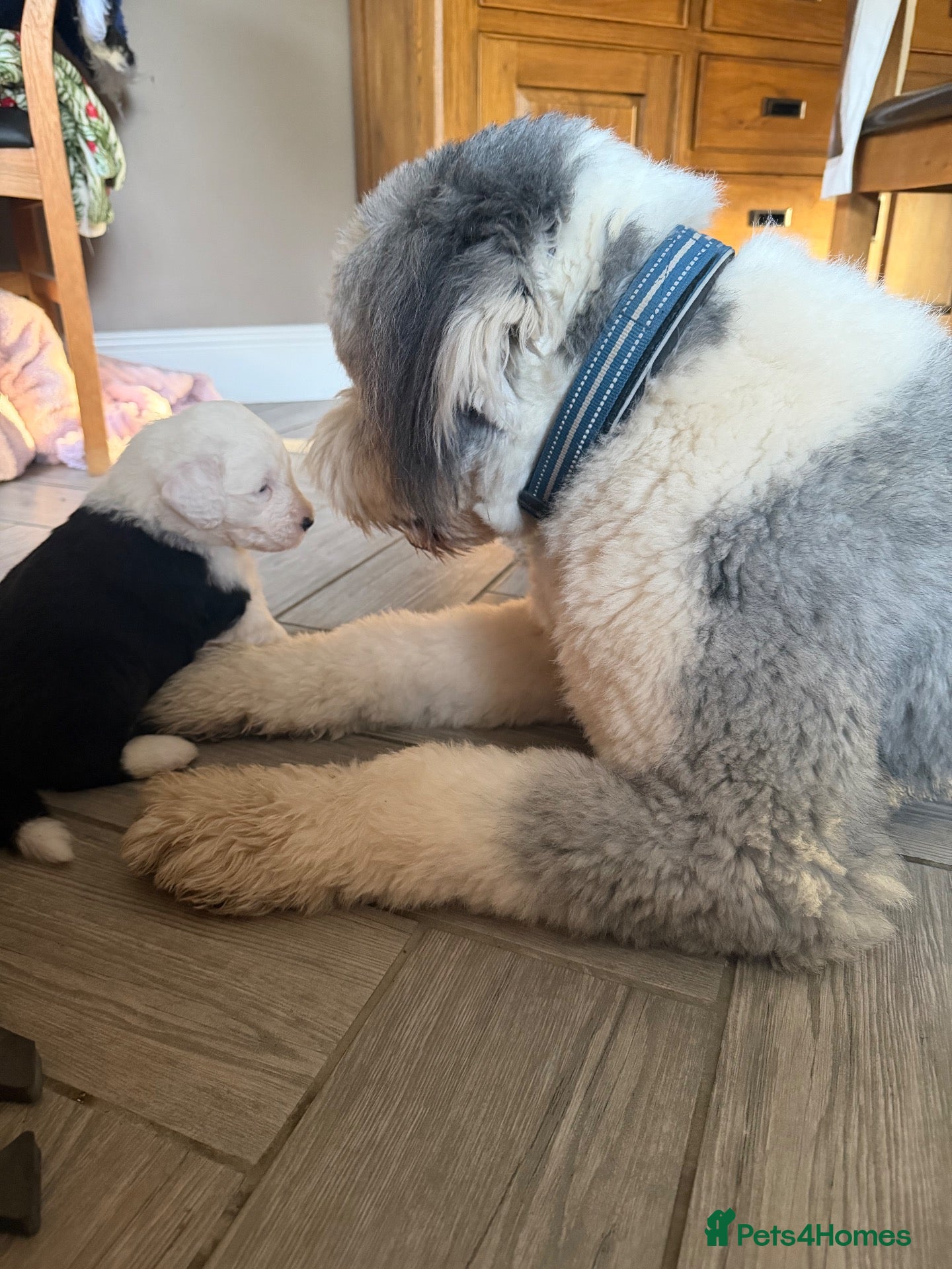 Old English Sheepdog dogs for sale: Bonnies beautiful pups  - Advert 2