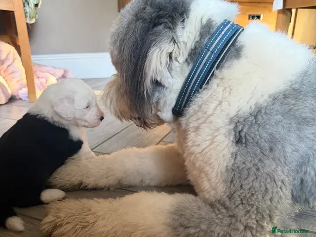 Old English Sheepdog dogs for sale: Bonnies beautiful pups - Advert 2
