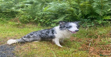 Border Collie dogs - Advert 13