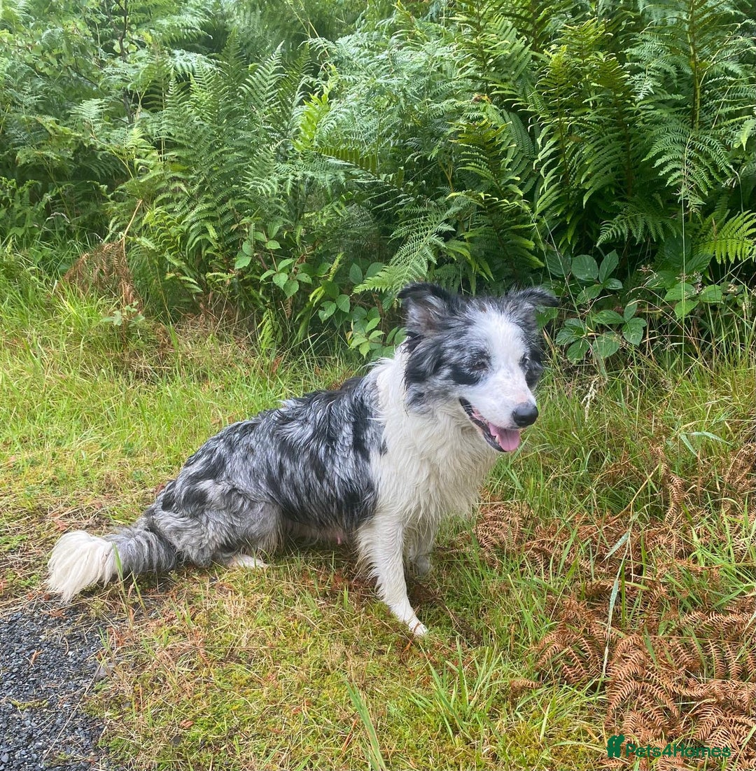 Border Collie dogs for sale: Gorgeous Long Haired Blue Merle Girl and Boy Pups - Image 6