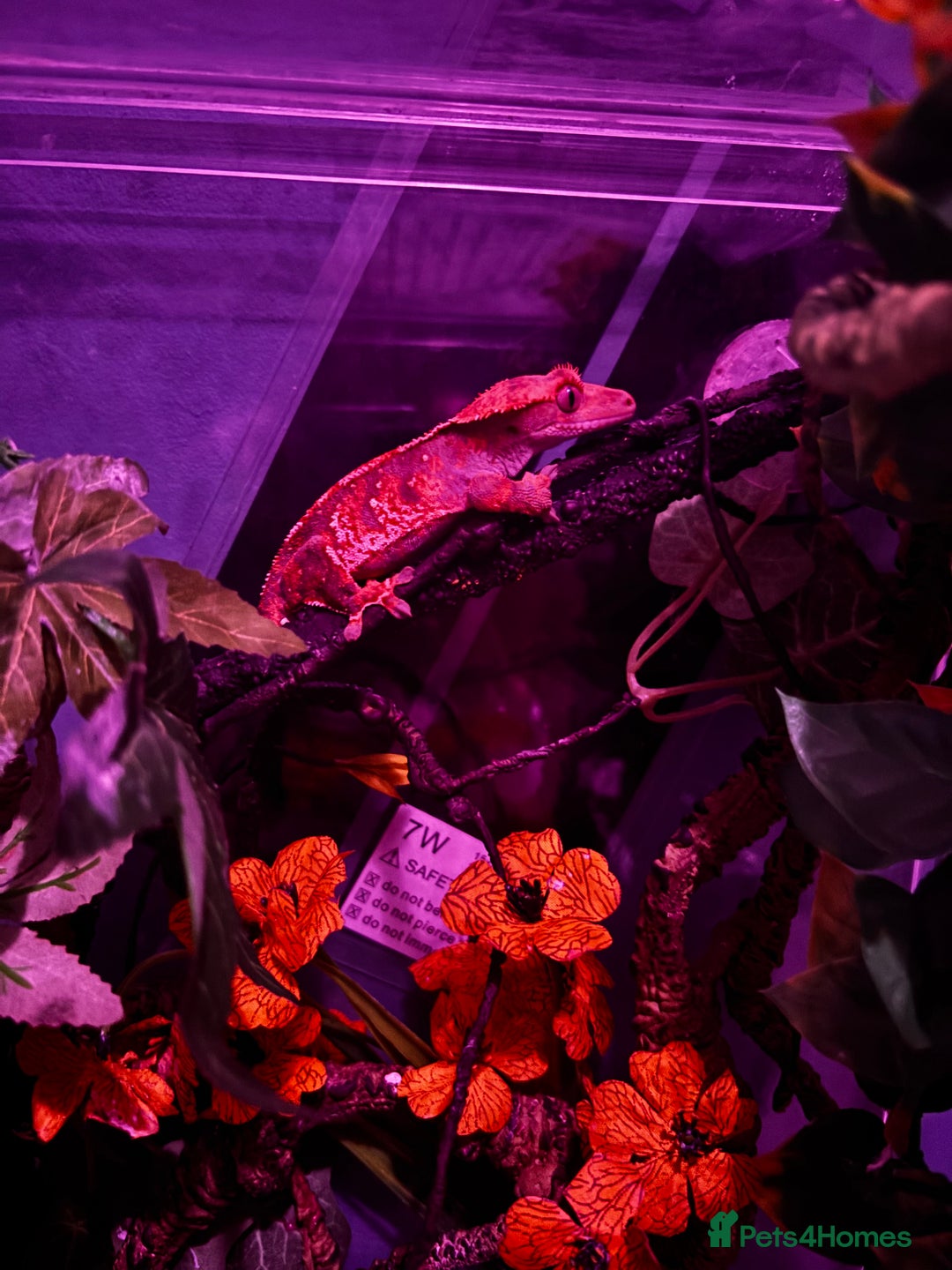 Gecko reptiles for sale: crested gecko with everything  - Advert 1