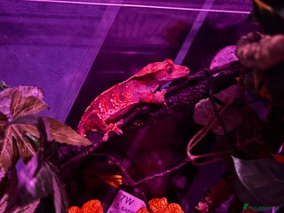 Gecko reptiles crested gecko with everything - Advert 4