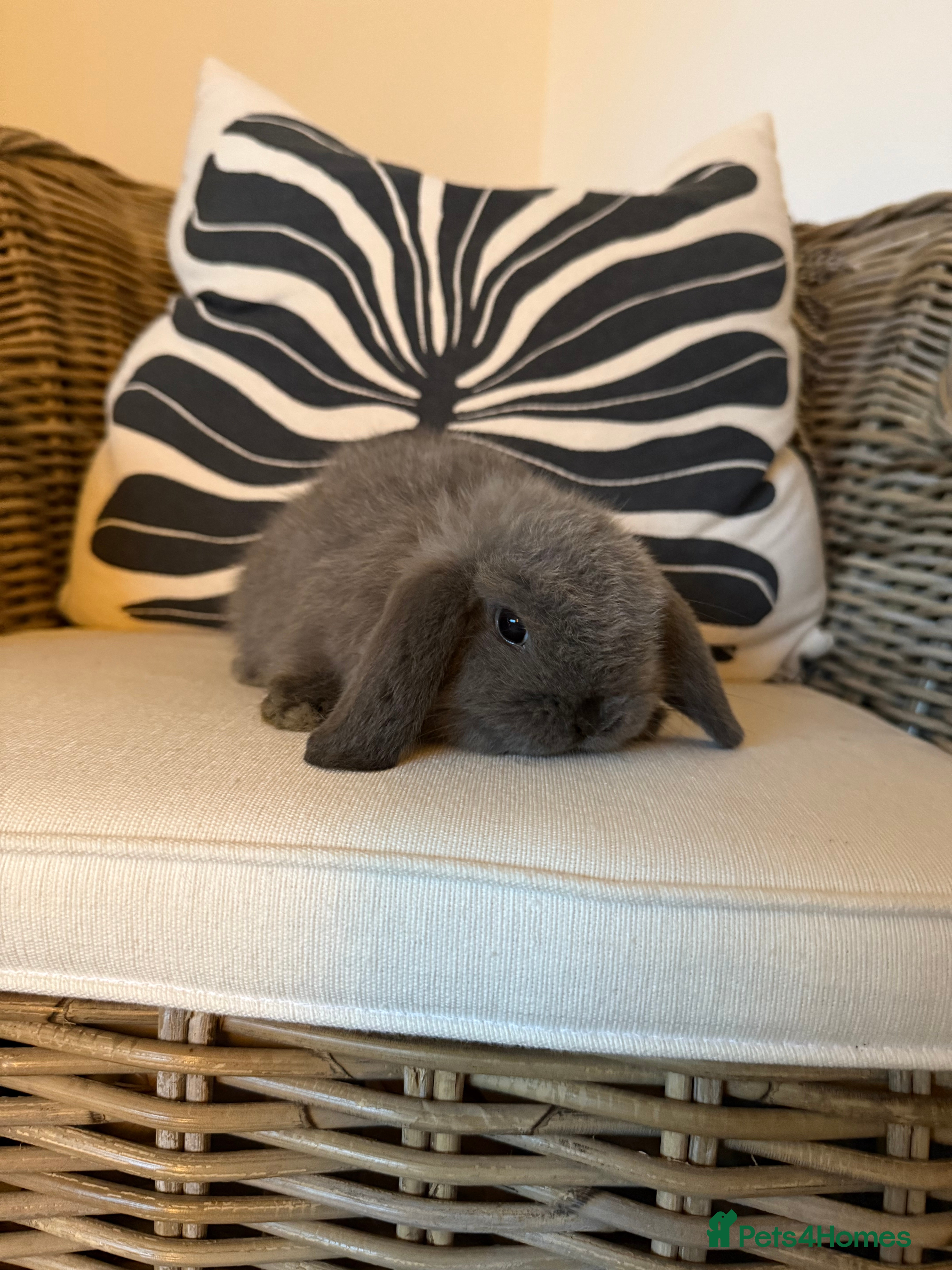 Mini Lop rabbits Mini Lop Bunnies  - Advert 12