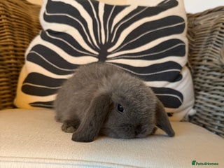 Mini Lop rabbits Mini Lop Bunnies - Advert 15