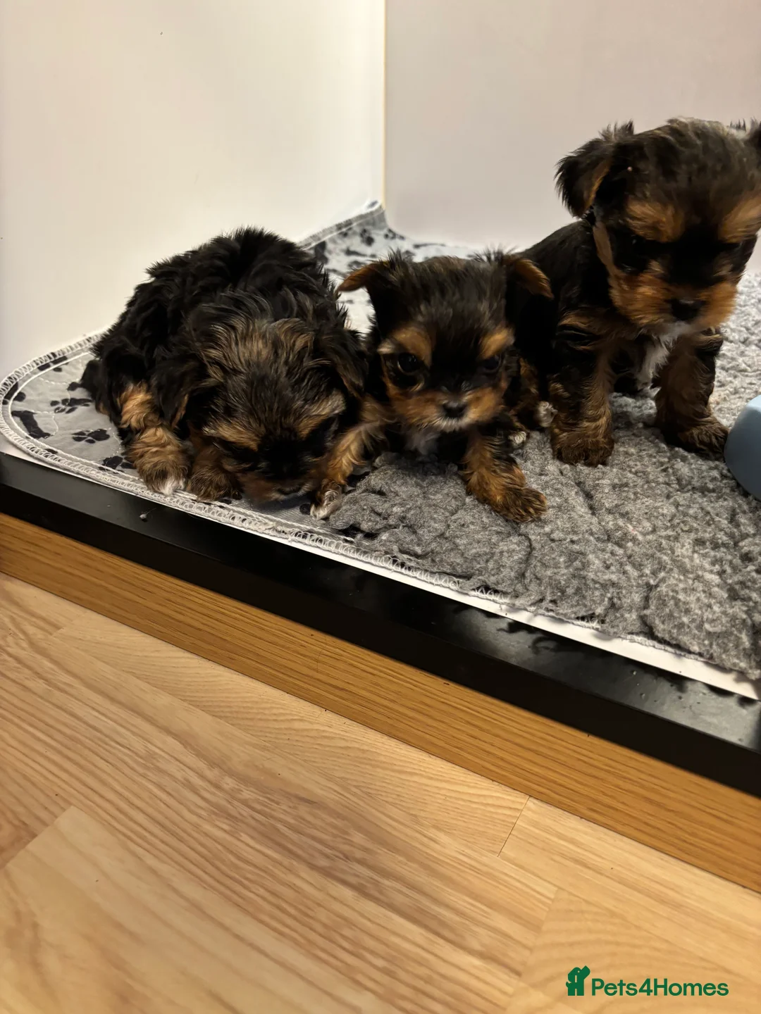 Yorkshire Terrier dogs for sale: Beautiful ned (pedigree name) - Advert 9