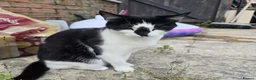 Mixed Breed cats for sale: 2 Mixed Breed Cats in Dunstable - Advert 13