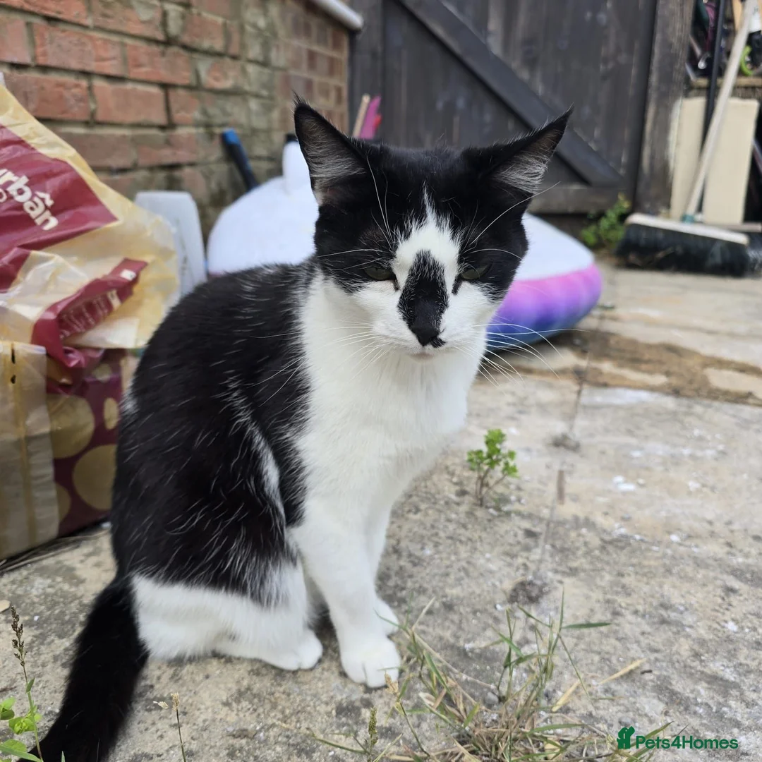 Mixed Breed cats for sale: 2 Mixed Breed Cats in Dunstable - Advert 13