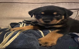 Rottweiler dogs for sale: Rottweiler puppies  - Advert 5