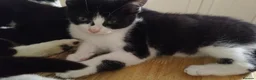 Mixed Breed cats for sale: 4 tuxedo black/white cuties looking for a home - Advert 28
