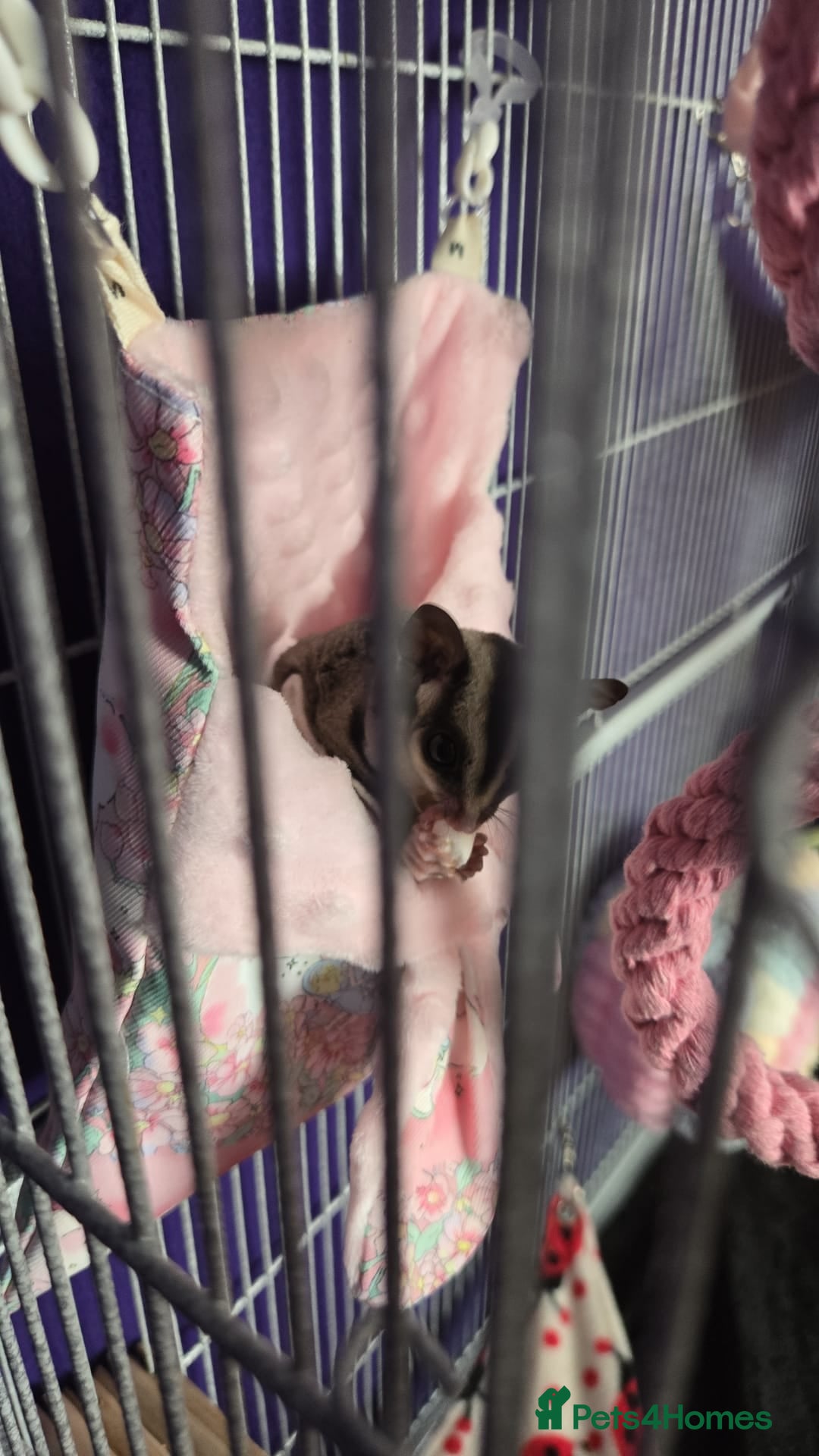 Sugar Glider rodents for sale: Two beautiful Female sugar gliders SCOTLAND  - Advert 3