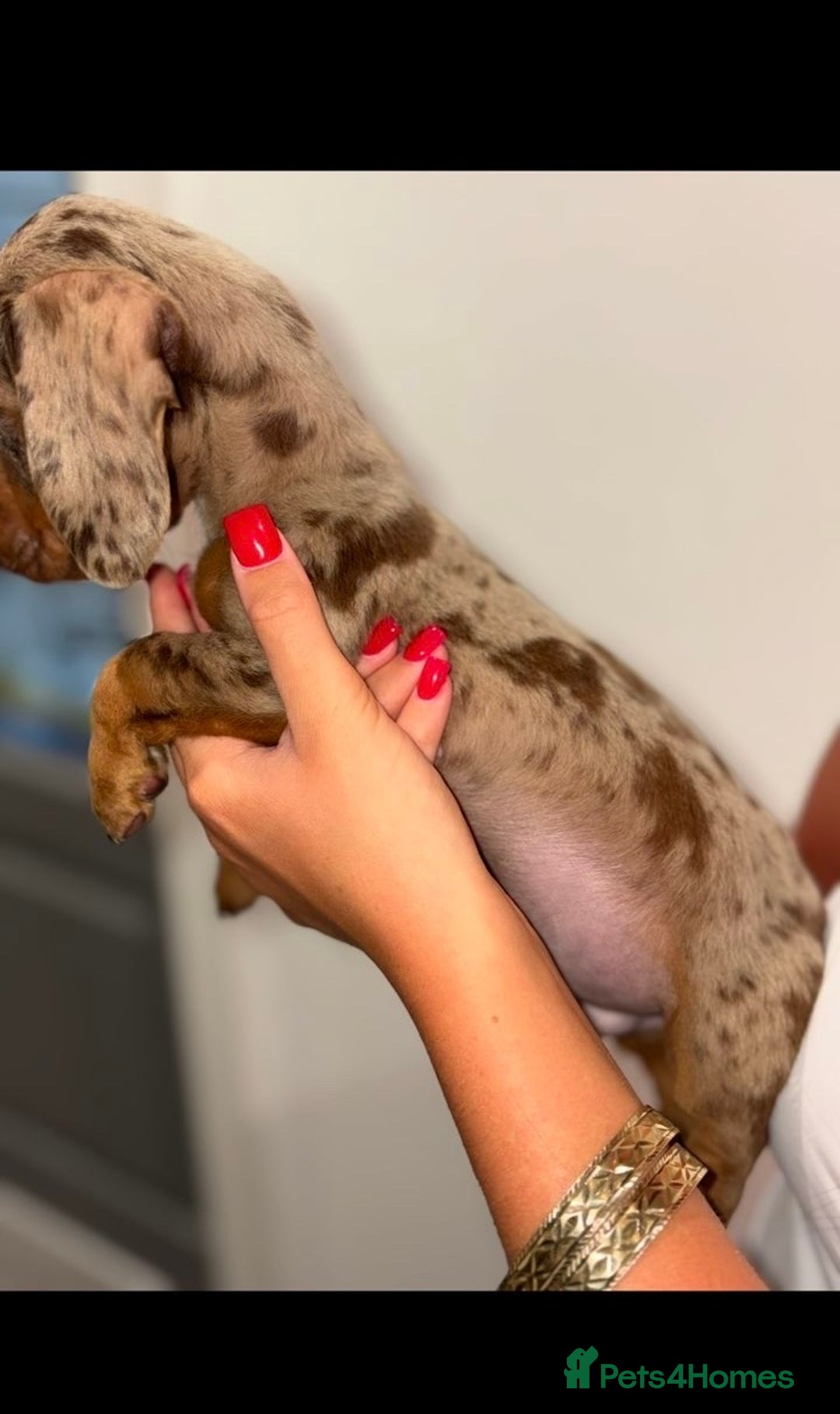 Miniature Dachshund dogs for sale: Mini dachshunds puppy’s  - Image 7