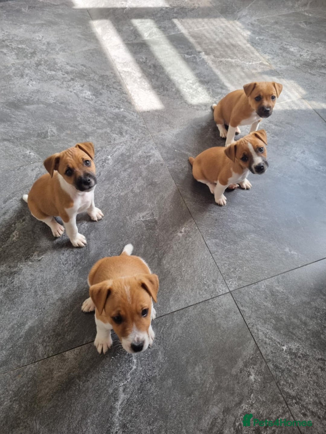 Mixed Breed dogs for sale: 💙 3 Beautiful Boys 💙 - Image 15